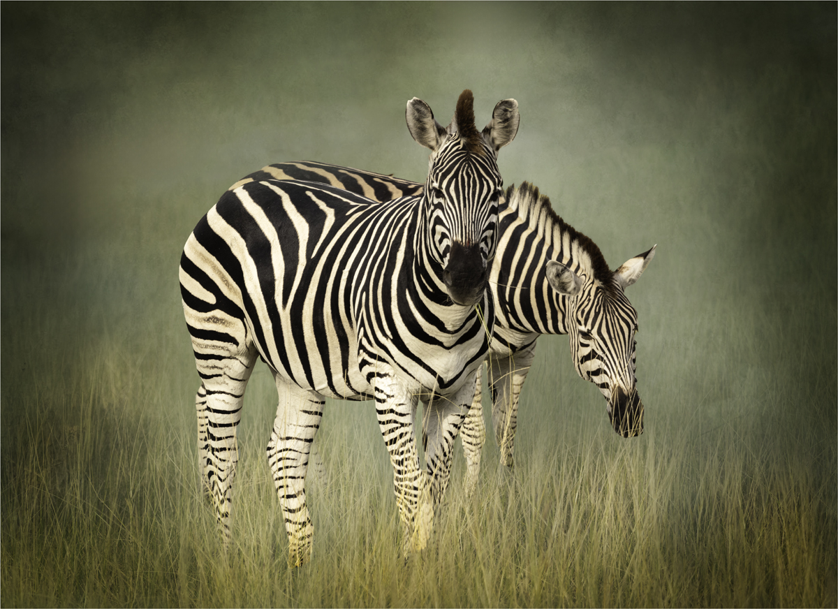 Zebra